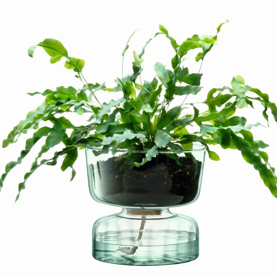 LSA Selfwatering Topf CANOPY in matte finish, H22cm, with visible water reservoir and plant, designed for indoor gardening.